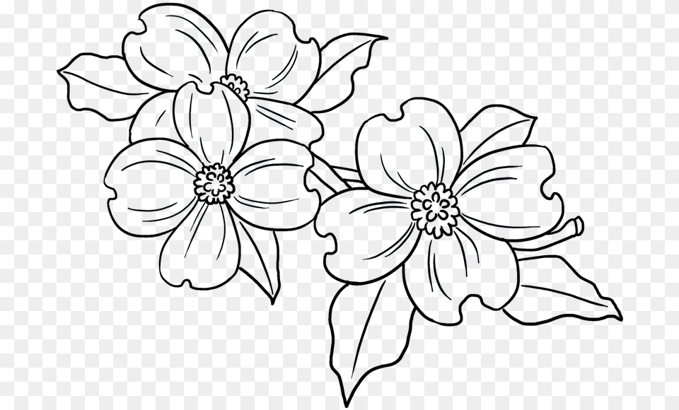 Easy Dogwood Flower Drawing, Pattern, Art, Floral Design, Graphics Free Png