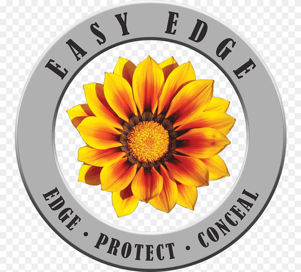 Easy Edge Flowering Plants Anthophyta, Flower, Plant, Sunflower, Treasure Flower Png