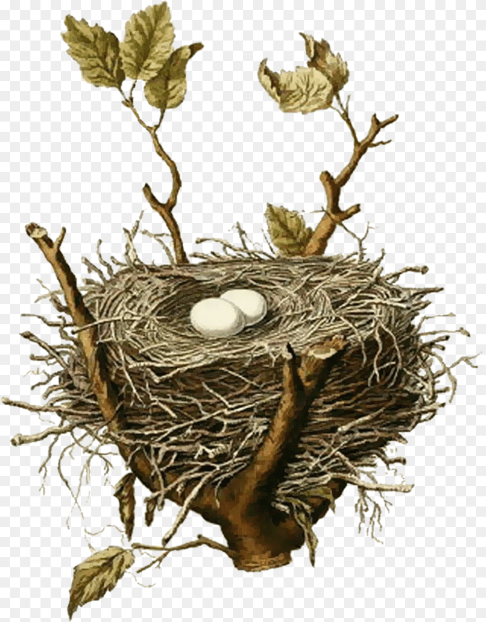 Easy Pictures Of Birds Nests Bird Nest House Sparrow Birds Nest, Plant Free Png Download