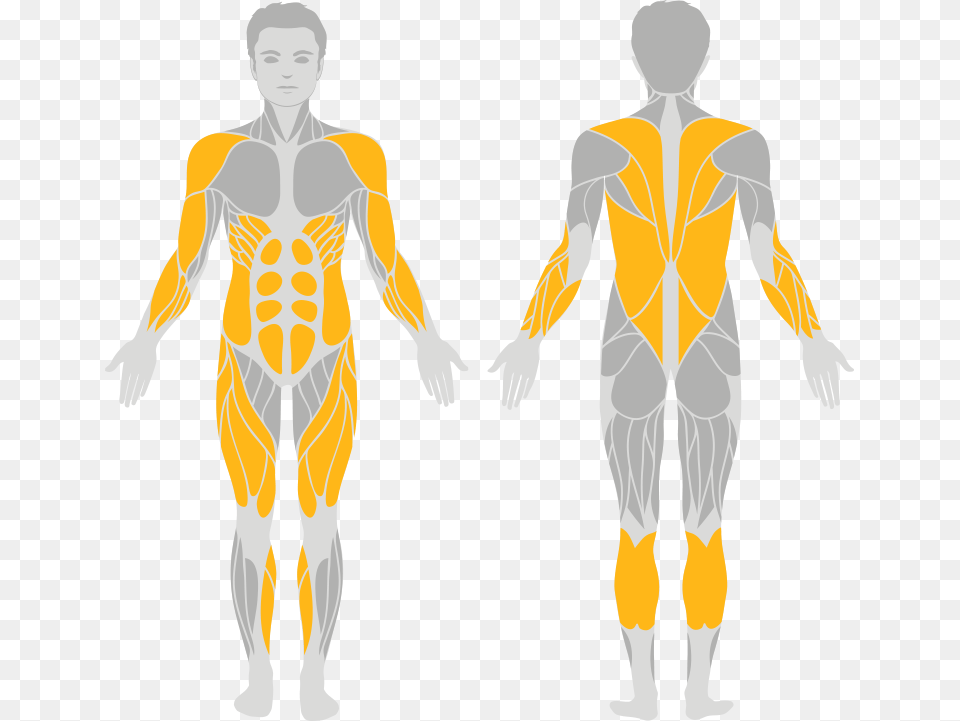 Easy Muscular System Diagram, Adult, Female, Male, Man Png Image