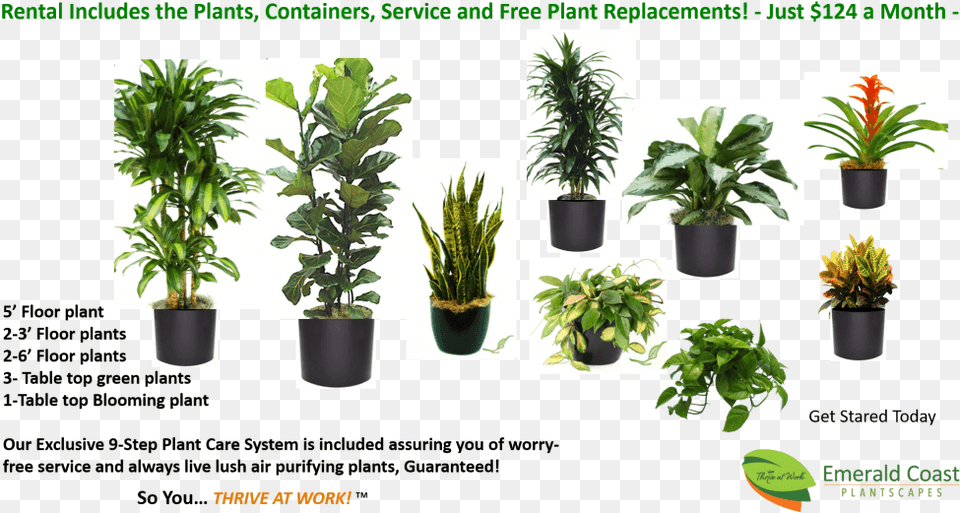 Easy Plant Rentals Starting At Just 124month Houseplant, Herbs, Leaf, Potted Plant, Herbal Png