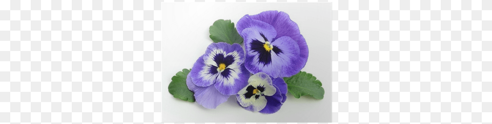 Easy Sow Flower Seed Discs, Plant, Pansy Free Png