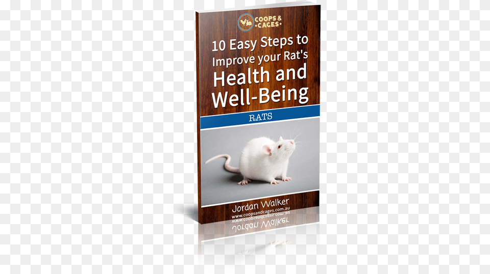 Easy Steps To Improve Your Rat39s Health And Well Being Want A Pet Rat Fun Learning Activities Book, Animal, Mammal, Rodent, Advertisement Free Png