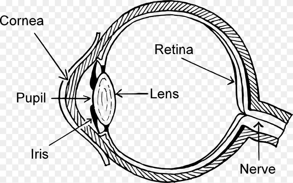 Easy Structure Of Eye, Gray Free Transparent Png