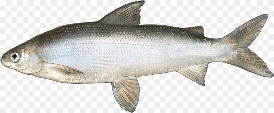 Easy To Catch And Fun To Fight Lake Whitefish, Animal, Fish, Food, Mullet Fish Png Image