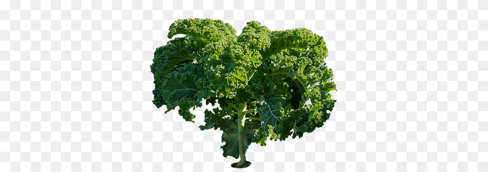 Eat Food, Kale, Leafy Green Vegetable, Plant Png Image