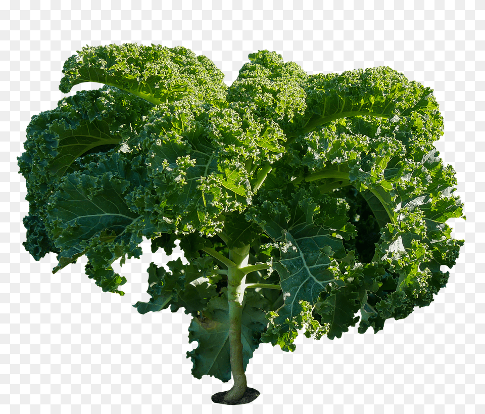 Eat Food, Kale, Leafy Green Vegetable, Plant Free Png Download