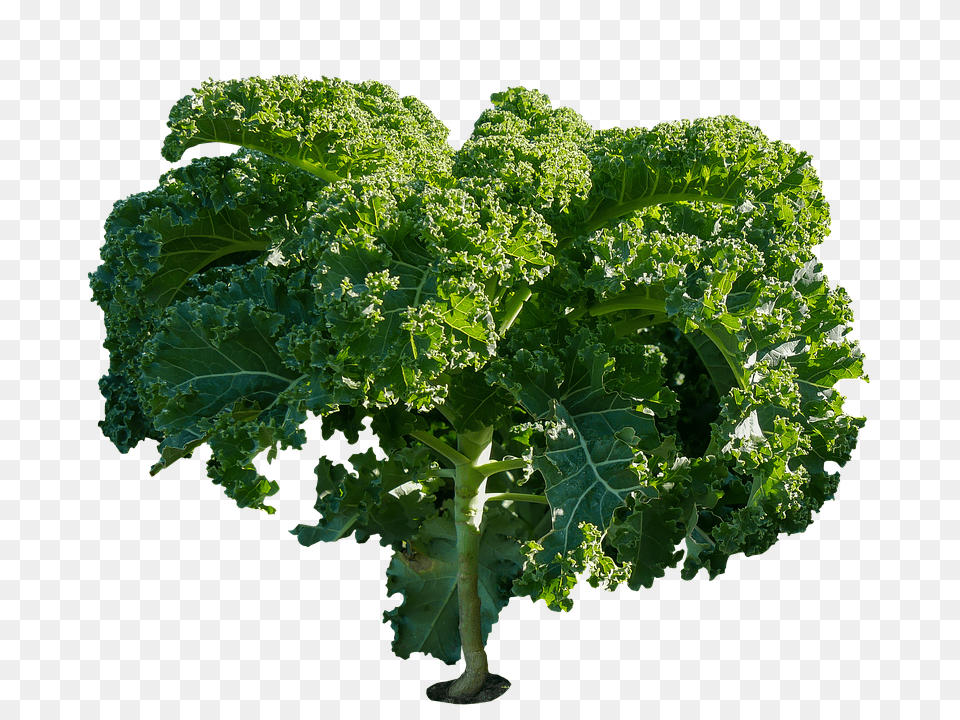 Eat Food, Kale, Leafy Green Vegetable, Plant Free Png