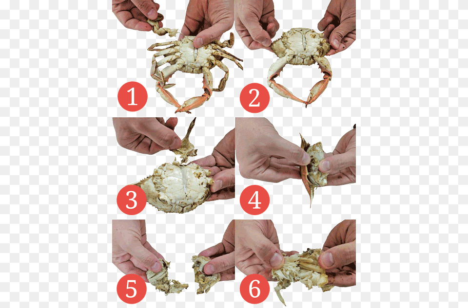 Eat Crab, Animal, Sea Life, Seafood, Invertebrate Free Png