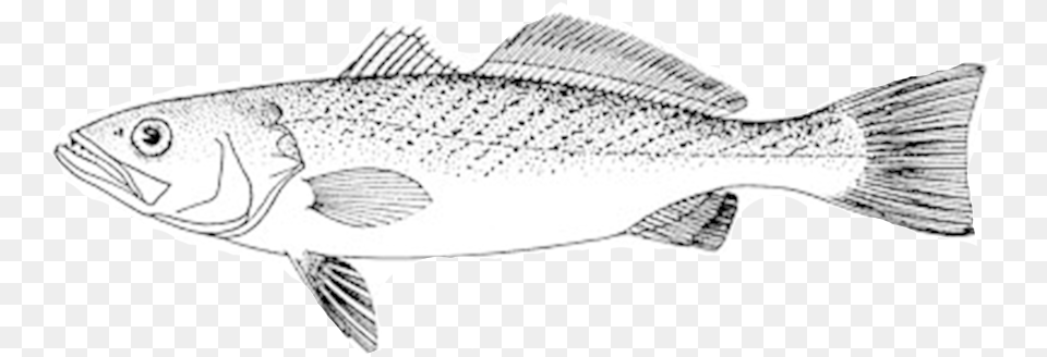 Eat Like A Fish Citizen Scientist Access U2014 Eating With The Cod Fish Line Drawings, Animal, Sea Life Png Image