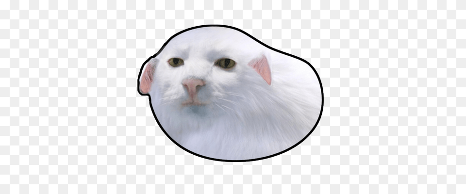 Eat The Booty Like Ratatouille On Twitter Look How Dope This, Angora, Animal, Cat, Mammal Free Transparent Png