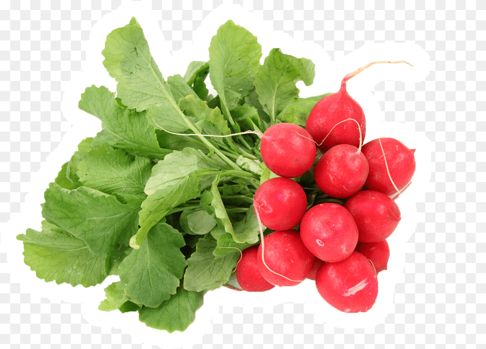 Eaters Learned To Love At Least 80 Of The Snacks As Red Radish Holland, Food, Plant, Produce, Vegetable Png