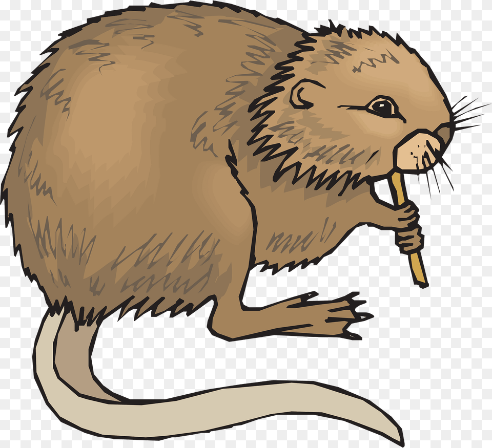 Eating Clipart, Animal, Mammal, Wildlife, Beaver Png Image