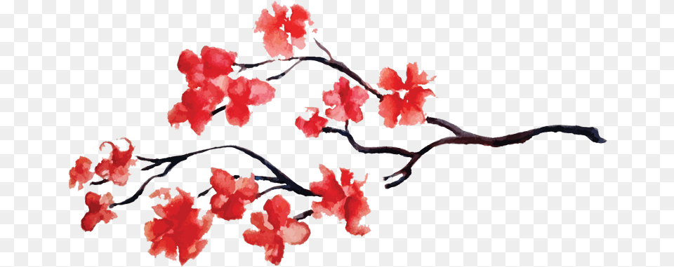 Eating Out Red Cherry Blossom Flower Full Size Watercolor Red Cherry Blossoms, Petal, Plant Png Image