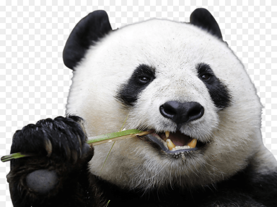 Eating Panda, Animal, Bear, Giant Panda, Mammal Free Png