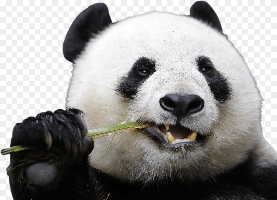 Eating Panda Transparent Stickpng Animals That Live In The Rainforest, Animal, Bear, Giant Panda, Mammal Png