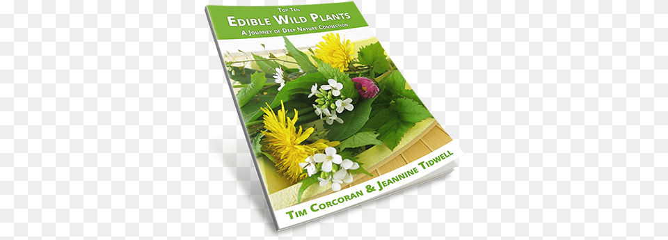 Eating Wild Is Much More Than Just Learning A Few Plants Camomile, Advertisement, Plant, Herbs, Herbal Free Png