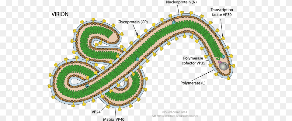 Ebola Viruspng Silverbirdtv Ebola Virus Structure, Pattern, Accessories, Jewelry, Locket Free Transparent Png