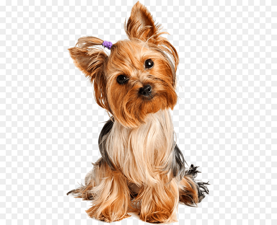 Ebook Yorkie Yorkshire Terrier, Animal, Canine, Mammal, Dog Free Transparent Png