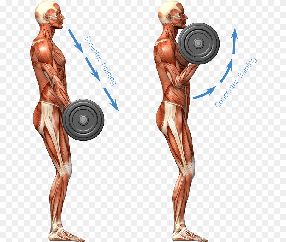 Eccentric Training Image Muscular System Working Out, Adult, Male, Man, Person Png