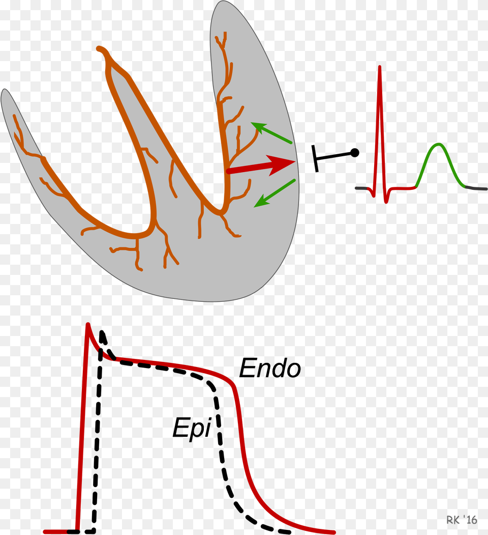 Ecg T Wave Formation T Wave Repolarization, Electronics, Hardware, Animal, Fish Free Transparent Png