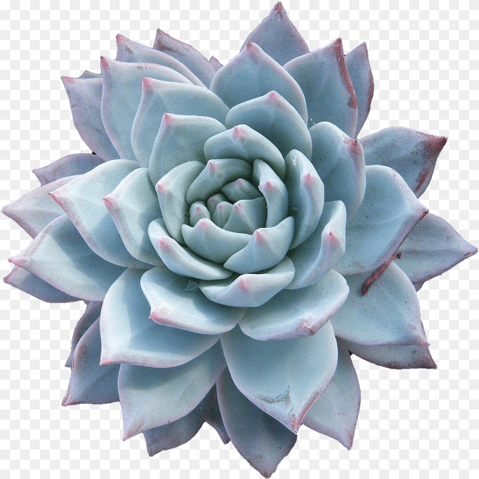 Echeveria, Dahlia, Flower, Plant, Rose Free Png Download