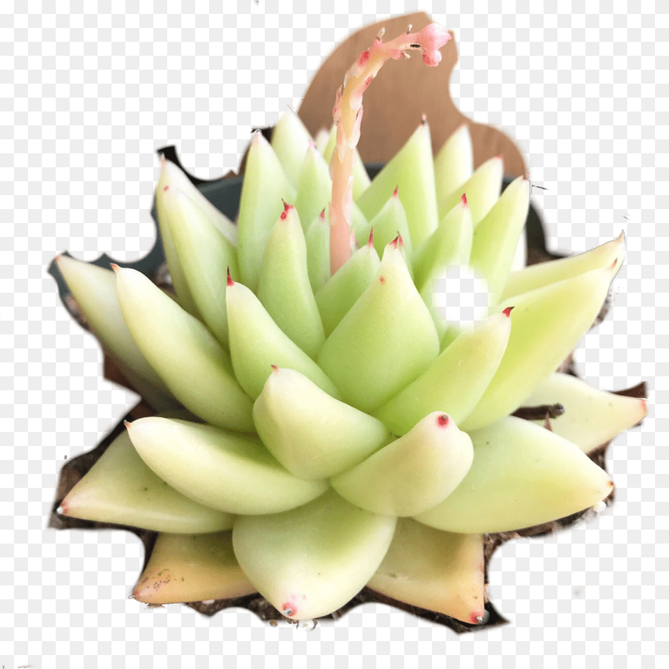 Echeveria, Dahlia, Flower, Plant, Petal Png Image