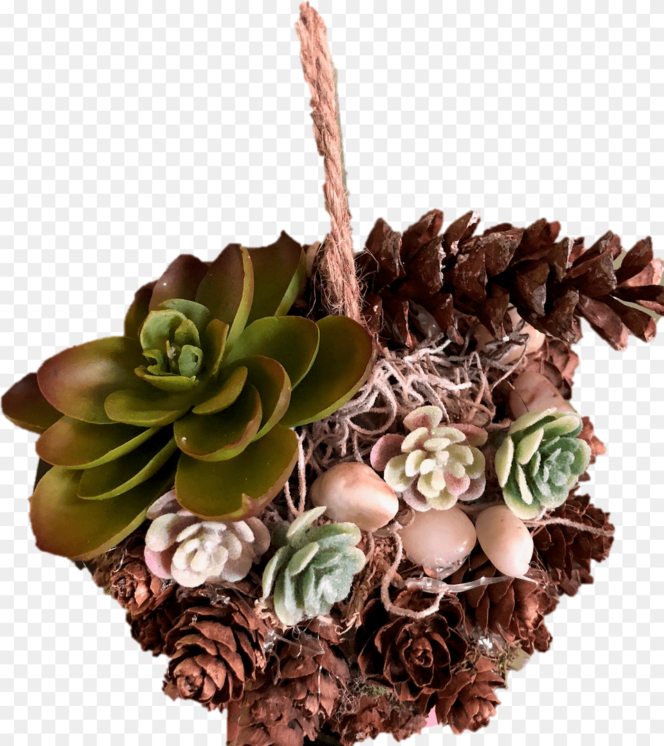 Echeveria, Plant, Flower, Flower Arrangement, Potted Plant Png