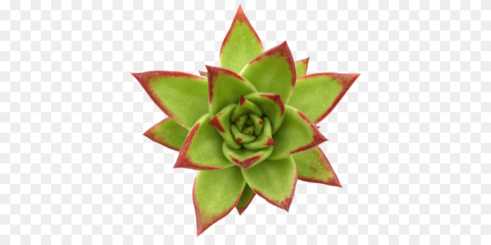 Echeveria Agavoides Lipstick Succulents, Plant, Flower, Bud, Sprout Free Transparent Png