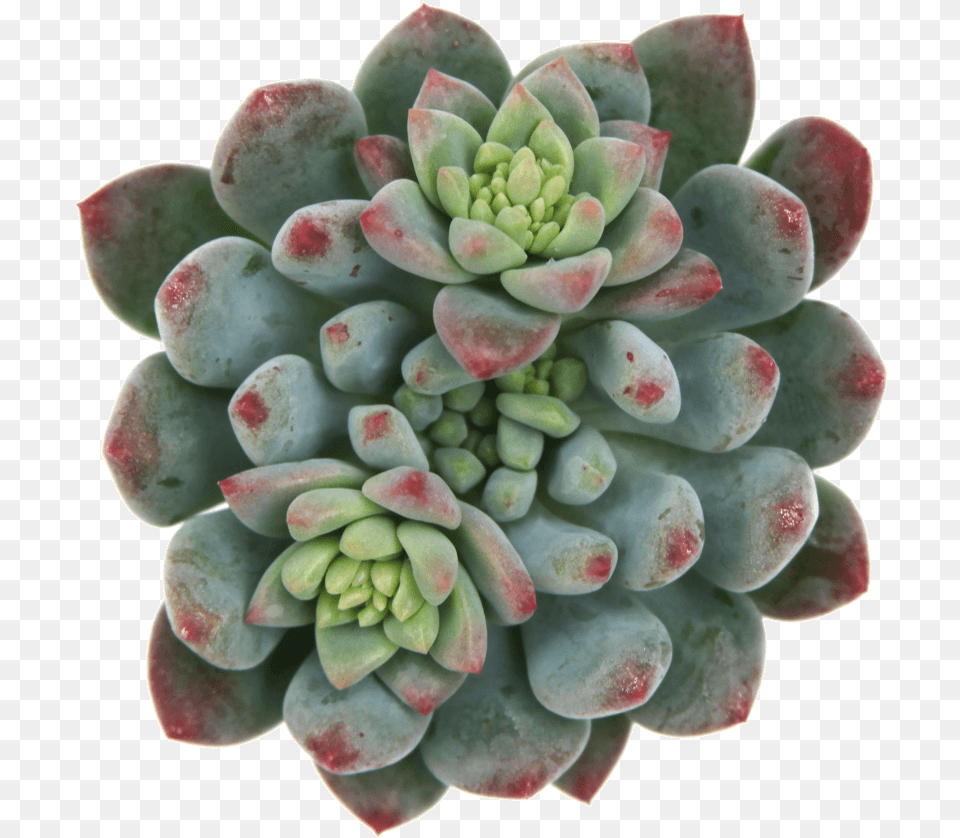 Echeveria Blue Elf, Plant, Pottery, Potted Plant, Accessories Free Png Download