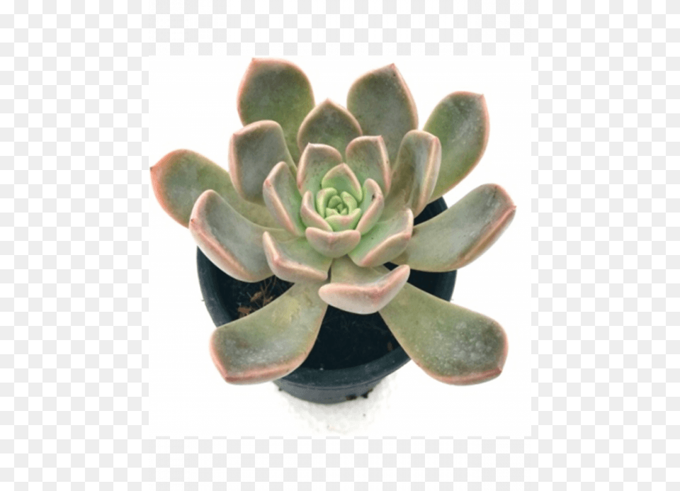 Echeveria Blue Prince Succulent Plant Blue Prince Succulent, Potted Plant, Jar, Planter, Pottery Png Image