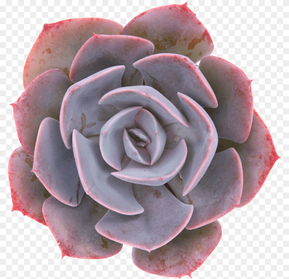Echeveria Dusty Rose, Flower, Petal, Plant, Accessories Png Image