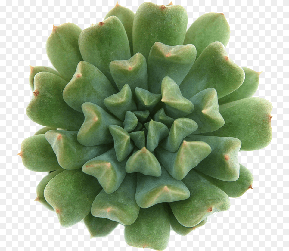 Echeveria Irish Mint, Plant, Food, Produce, Artichoke Free Png