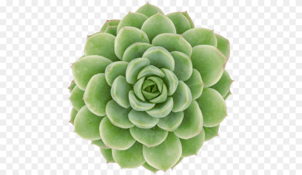 Echeveria Lime And Chile, Plant, Potted Plant Png