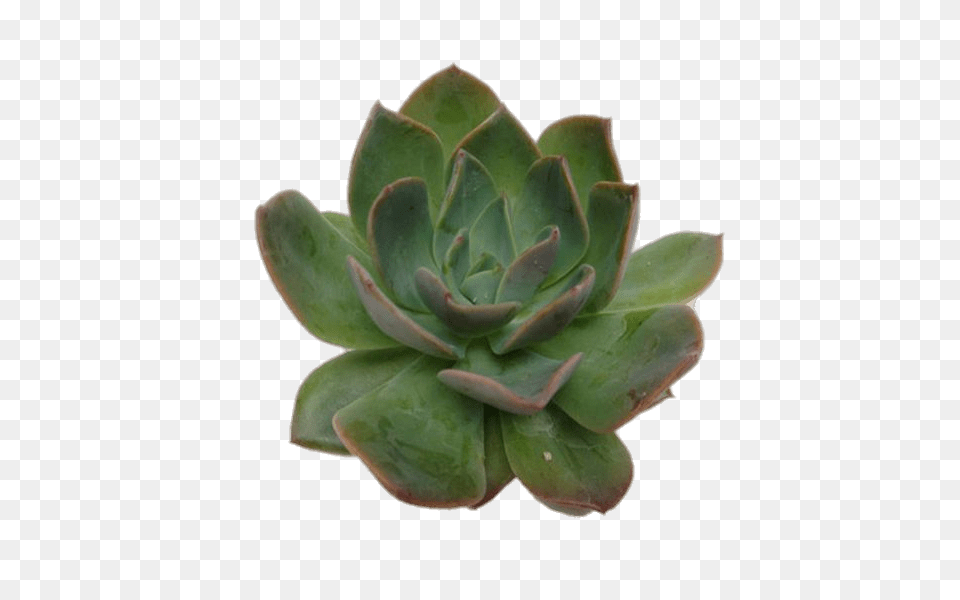 Echeveria Succulent, Plant, Potted Plant, Leaf, Pottery Free Png