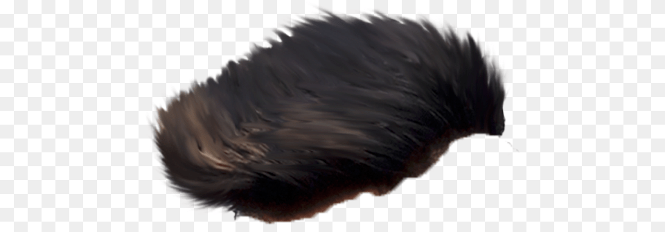 Echidna Png