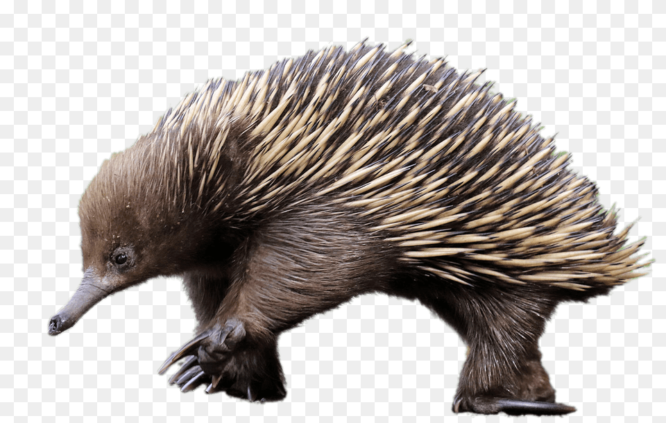 Echidna, Animal, Mammal, Porcupine, Rodent Png