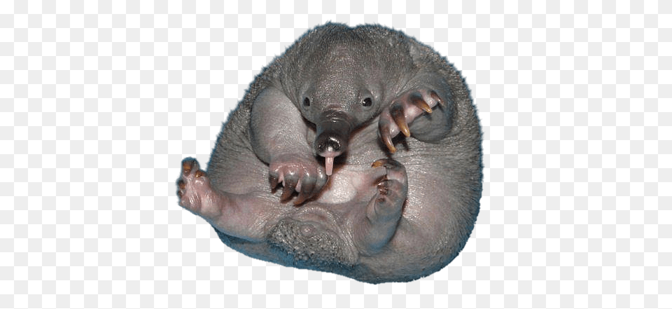 Echidna Baby, Animal, Mammal, Wildlife, Reptile Png