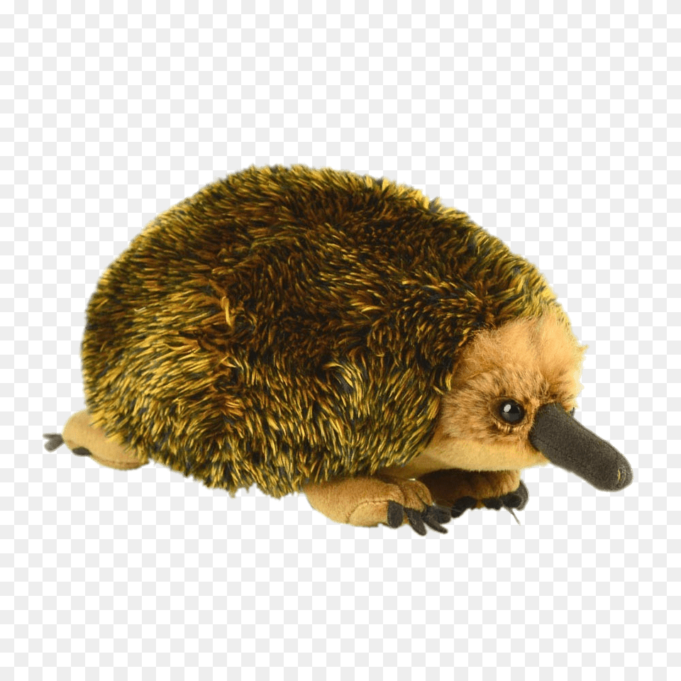 Echidna Plush Toy, Animal, Bird, Mammal, Rodent Png