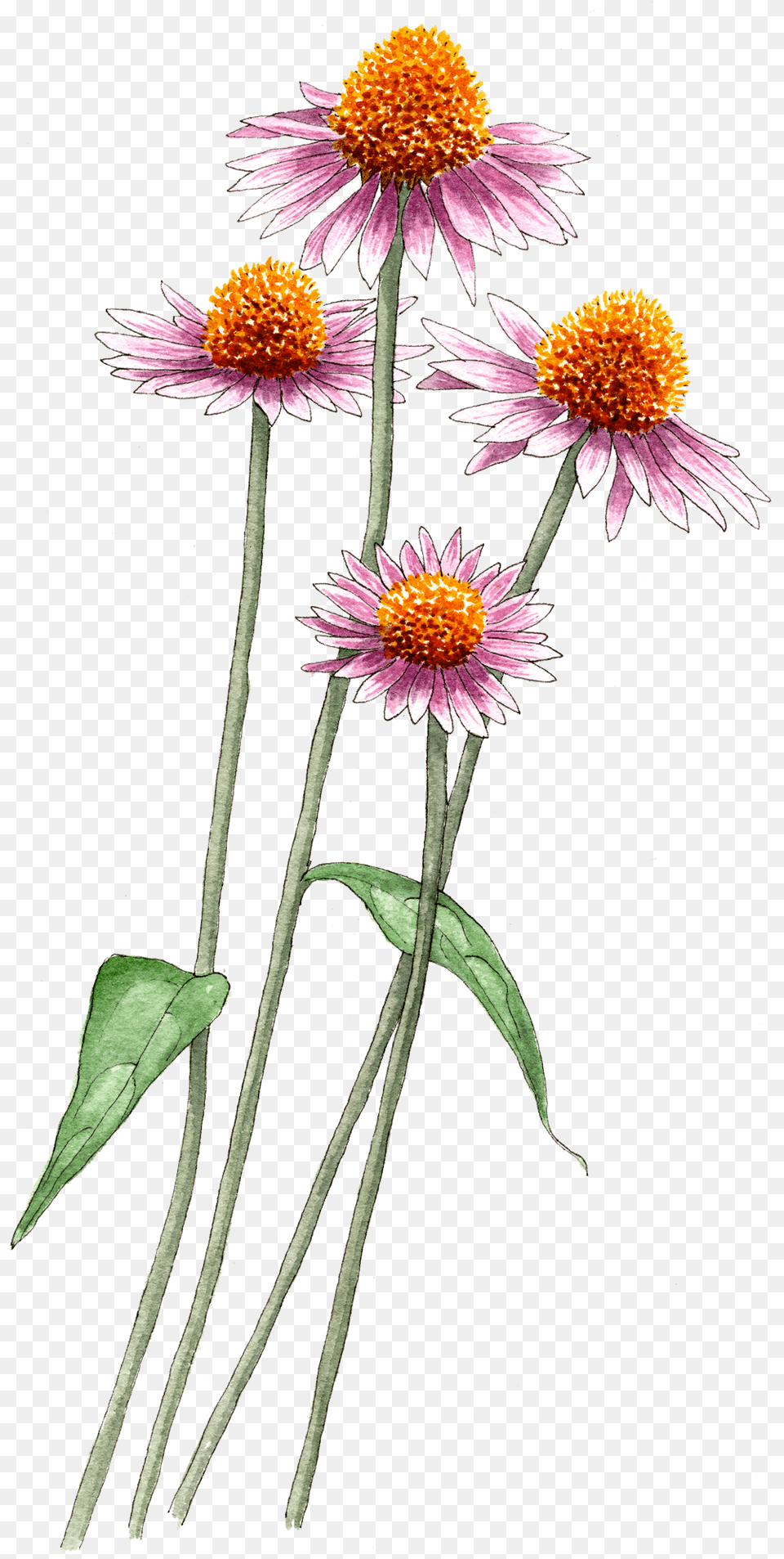 Echinacea Aster, Daisy, Flower, Petal, Plant Free Png