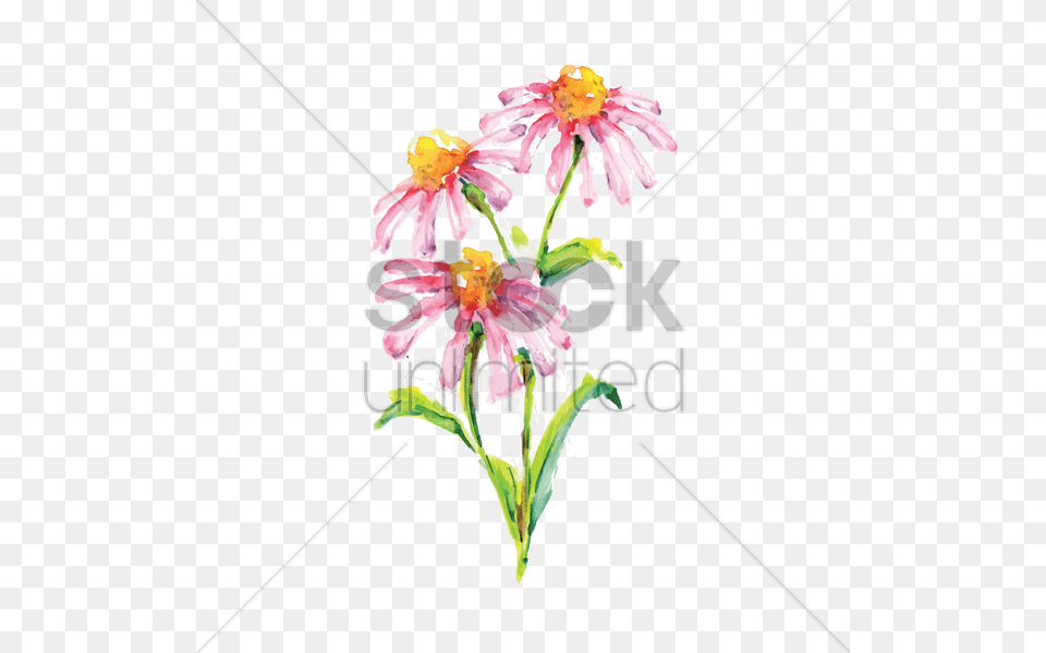 Echinacea Purpurea Purple Flower Vector Image, Art, Daisy, Floral Design, Graphics Free Png