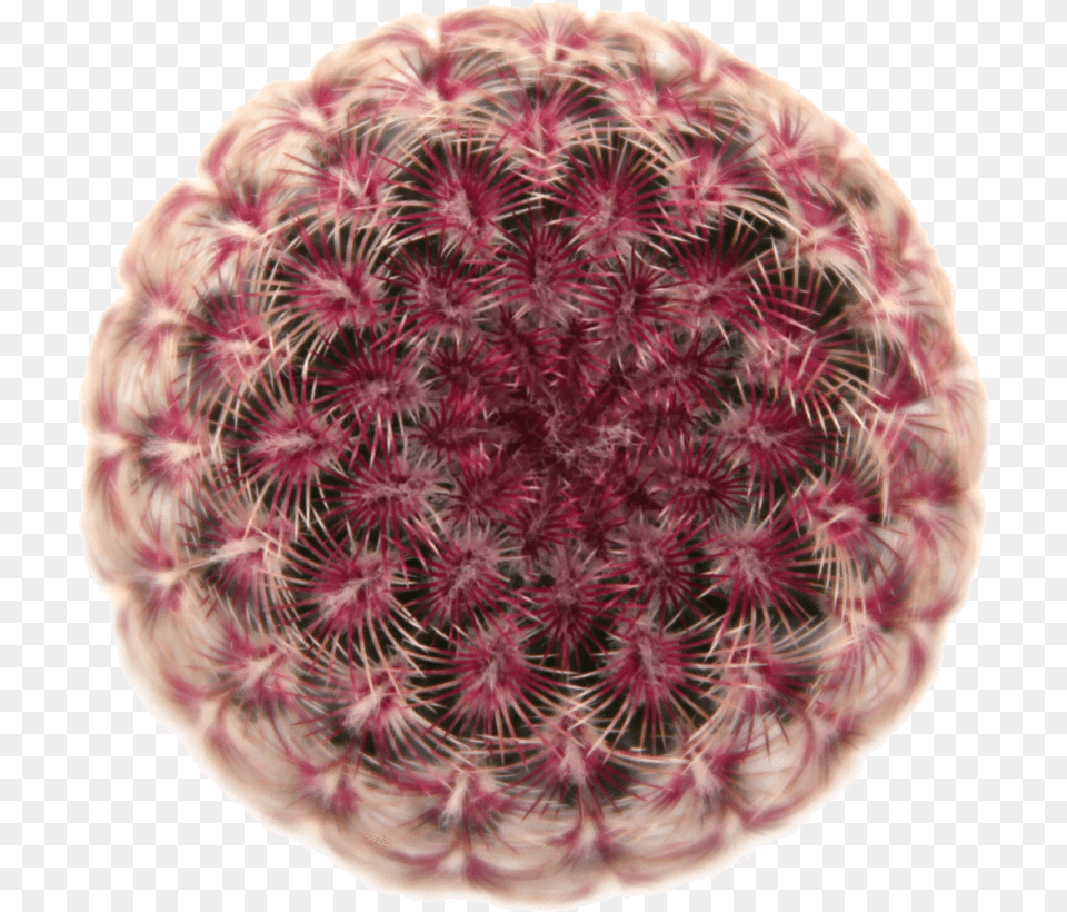Echinocereus 39rainbow Hedgehog Cactus39 Cactus, Plant Png