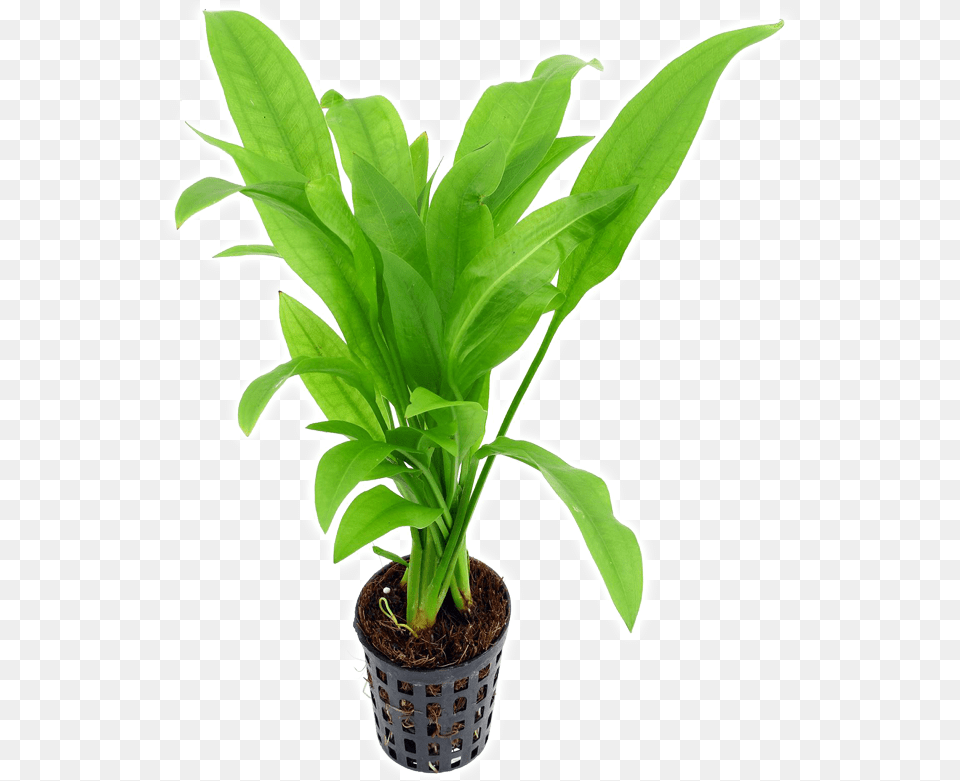 Echinodorus Amazon Sword Houseplant, Leaf, Plant, Potted Plant Png