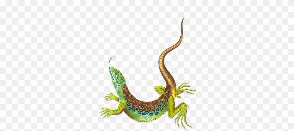 Echse Eidechse Reptil Tier Isoliert Freigestellt Gecko, Animal, Lizard, Reptile, Snake Png Image