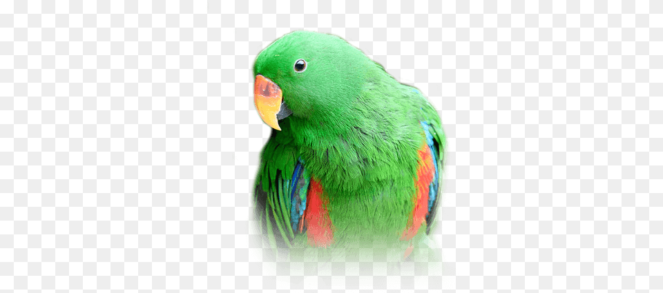 Eclectus Food, Animal, Bird, Parrot, Parakeet Free Transparent Png