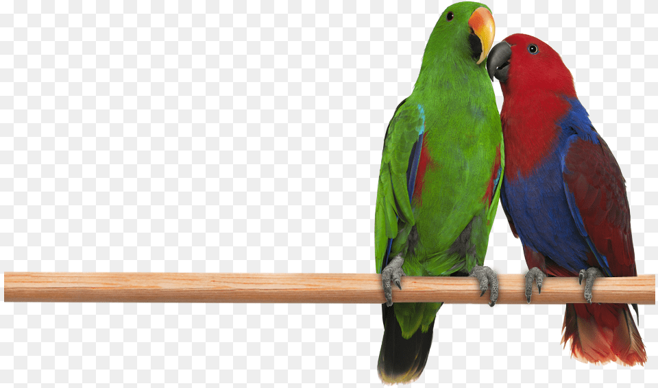 Eclectus Parrot Male And Female Parrot, Animal, Bird, Parakeet Png Image