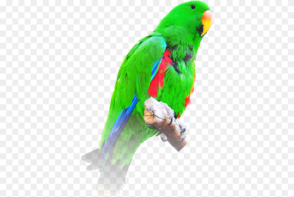 Eclectus Roratus Eclectus Parrot Transparent, Animal, Bird Free Png
