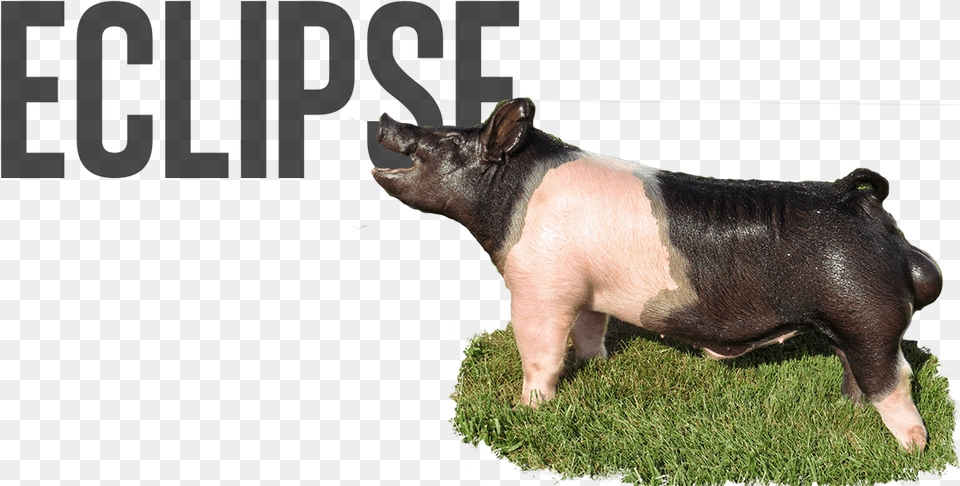 Eclipse Philosophy Of Science Stephen Toulmin, Animal, Boar, Hog, Mammal Png