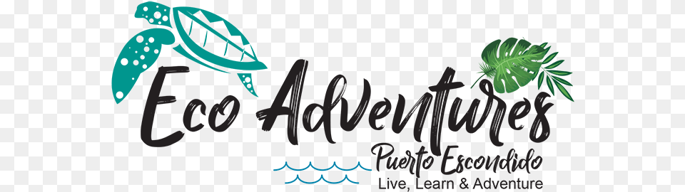 Eco Adventures Puerto Escondido Calligraphy, Green, Animal, Sea Life, Blackboard Free Png