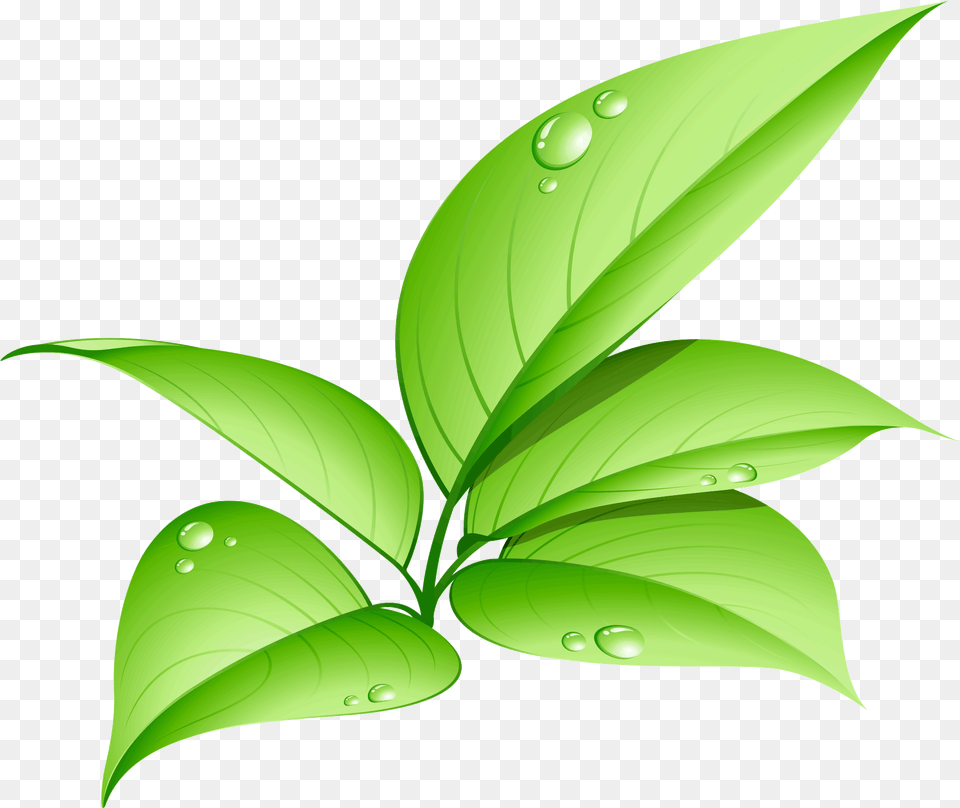 Eco Friendly Led Bulb, Green, Leaf, Plant, Annonaceae Free Png